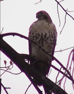 What kind of bird is this looking toward our left?