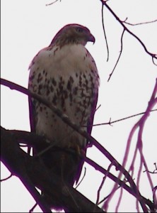 What kind of bird is this looking to our right?