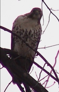 What kind of bird is this looking straight at us?