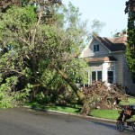 Uprooted Tree - 1200 block Redfield St.