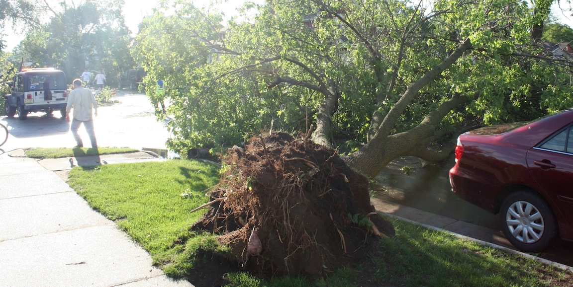 Uprooted Tree - 14th and Redfield