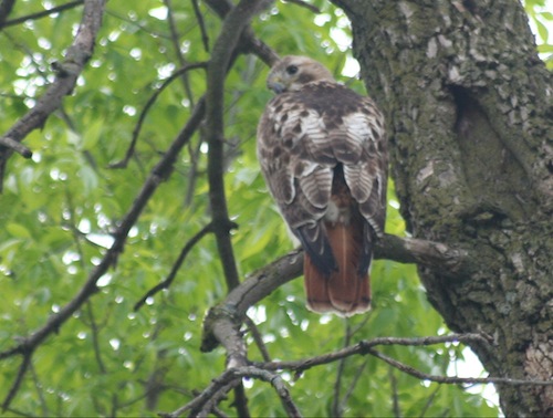 red-tailed hawk from behind