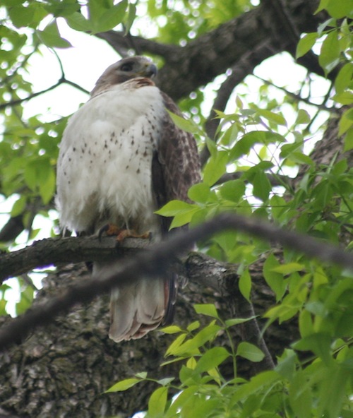 red-tailed hawk from below