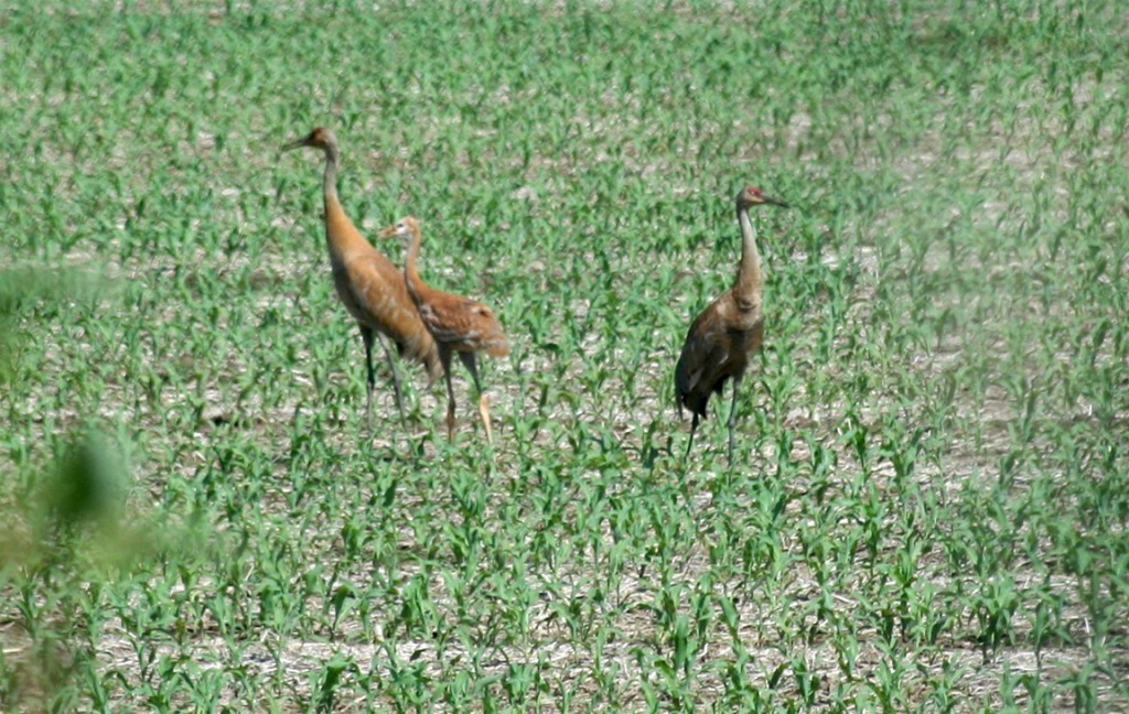 A family of sandhill cranes forages for food in a young cornfield near the La Crosse River Bike Trail.