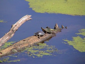 Turtles sunning on a log