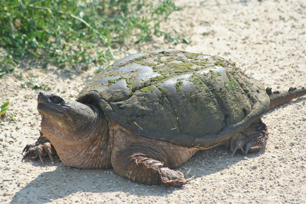 Large turtle on the bike trail.
