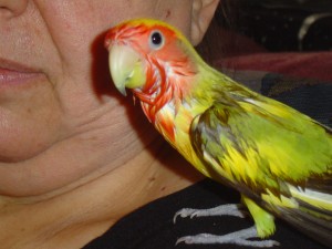 A very wet Ariel on RoZ's shoulder