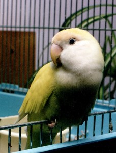 Leira, January 2000