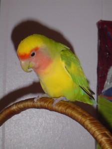 Ariel in 2008.