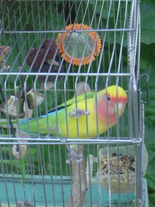 Ariel in his cage on a summer afternoon.