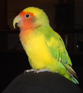 Ariel growing old and long in the beak.