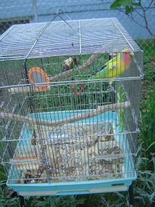 With his cage in a metal patio chair, Ariel could hang out anywhere in the yard, even in the garden.