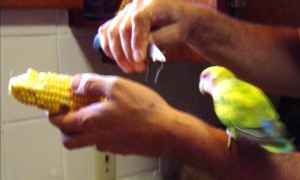 In the middle of corn processing, Ariel tries to get a little too close to the action.