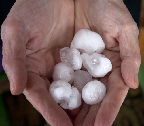 RoZ holds a sampling of hail stones from the La Crosse hailstorm of April 10, 2011