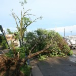 Down Tree - 1000 block Green Bay St.