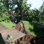 Uprooted Tree - 1300 block Redfield St.