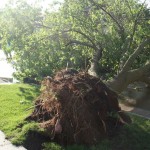 Uprooted Tree - 14th and Redfield