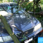 Tree on Car - 1300 block Redfield St.