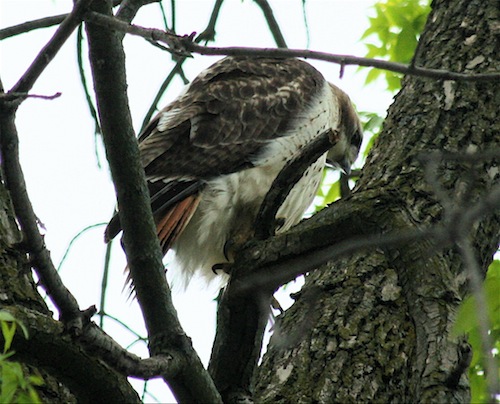 Red-tailed hawk stalking its prey