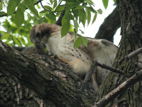 Hawk pounces on squirrel