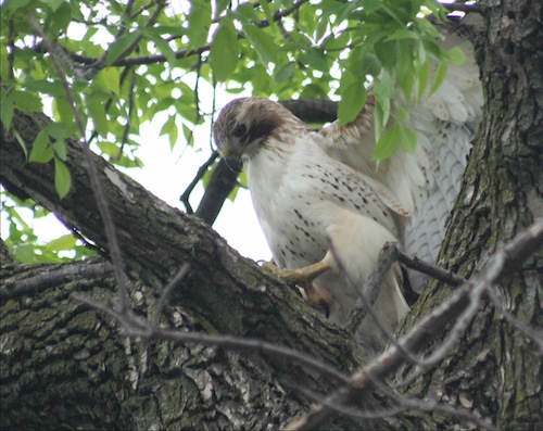 Hawk flaps its wings