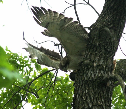 Hawk takes flight