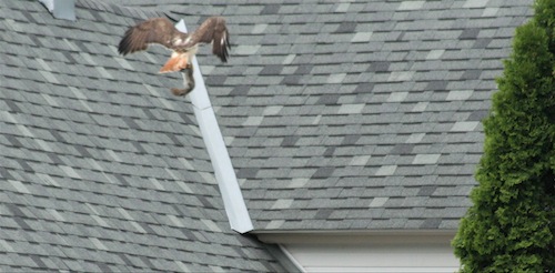 Hawk flying away with squirrel