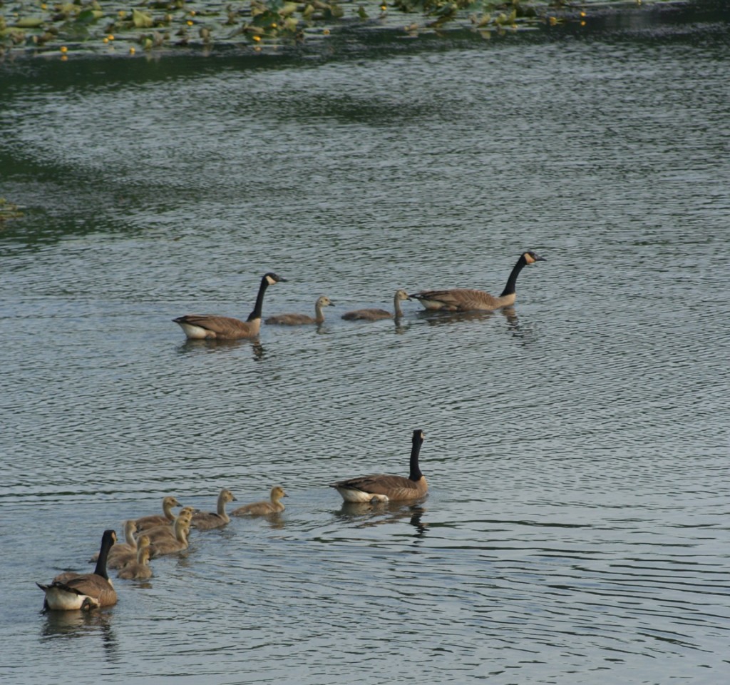 Two families of Canadian geese on the La Crosse River Marsh, as seen from the nearby bike trail.