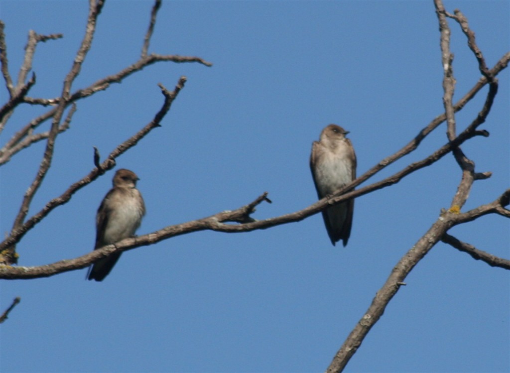A pair of small birds pose for photographers along the La Crosse River Trail near West Salem.