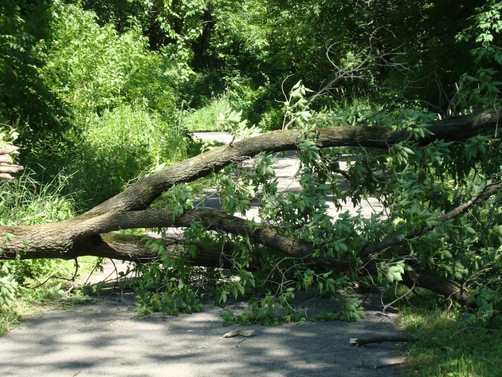 A downed tree blocks the city bike trail on the north side of La Crosse.