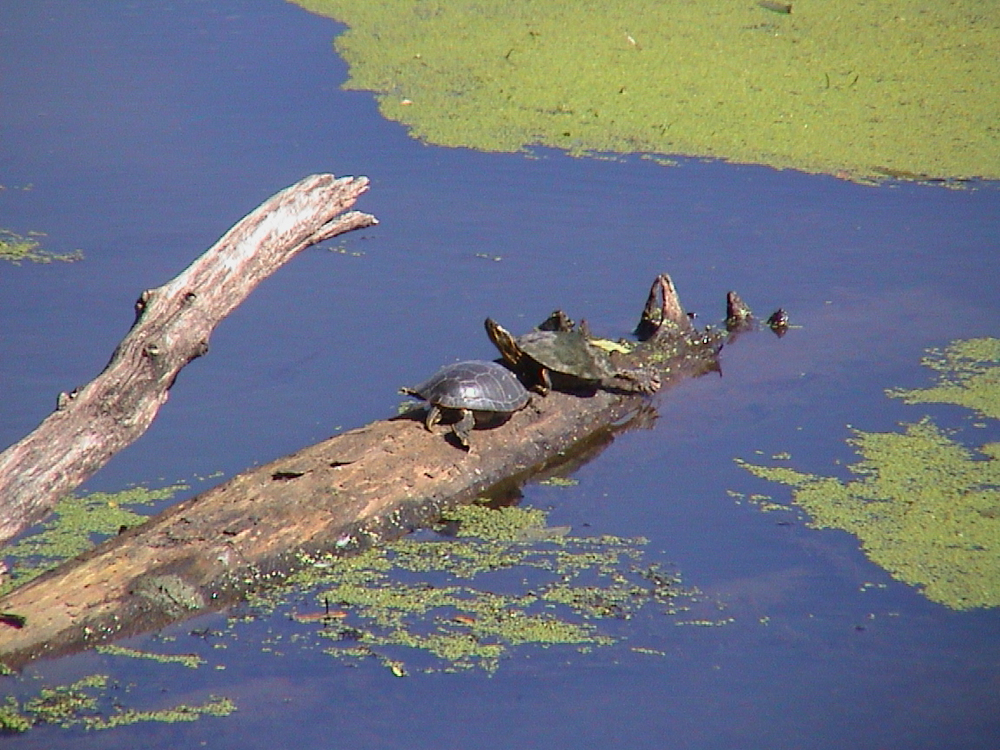 Turtles sunning on a log