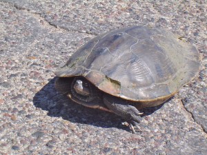 Turtle on Blacktop