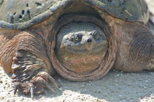 Snapping Turtle Close-up