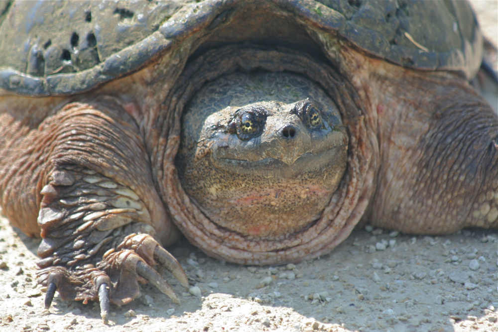 Snapping Turtle Close-up